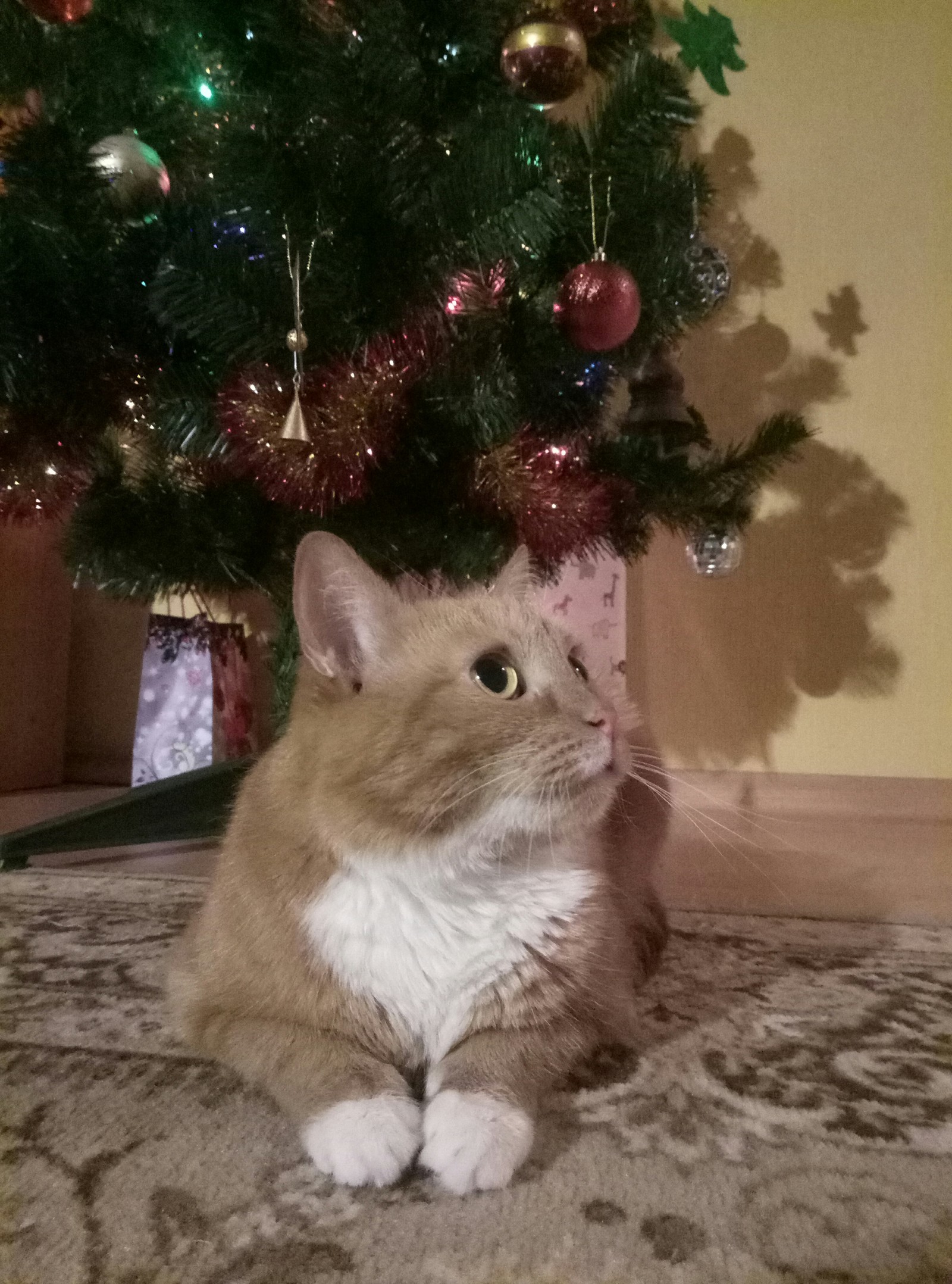 New Year's Ryzhka - My, cat, Fluffy, Longpost