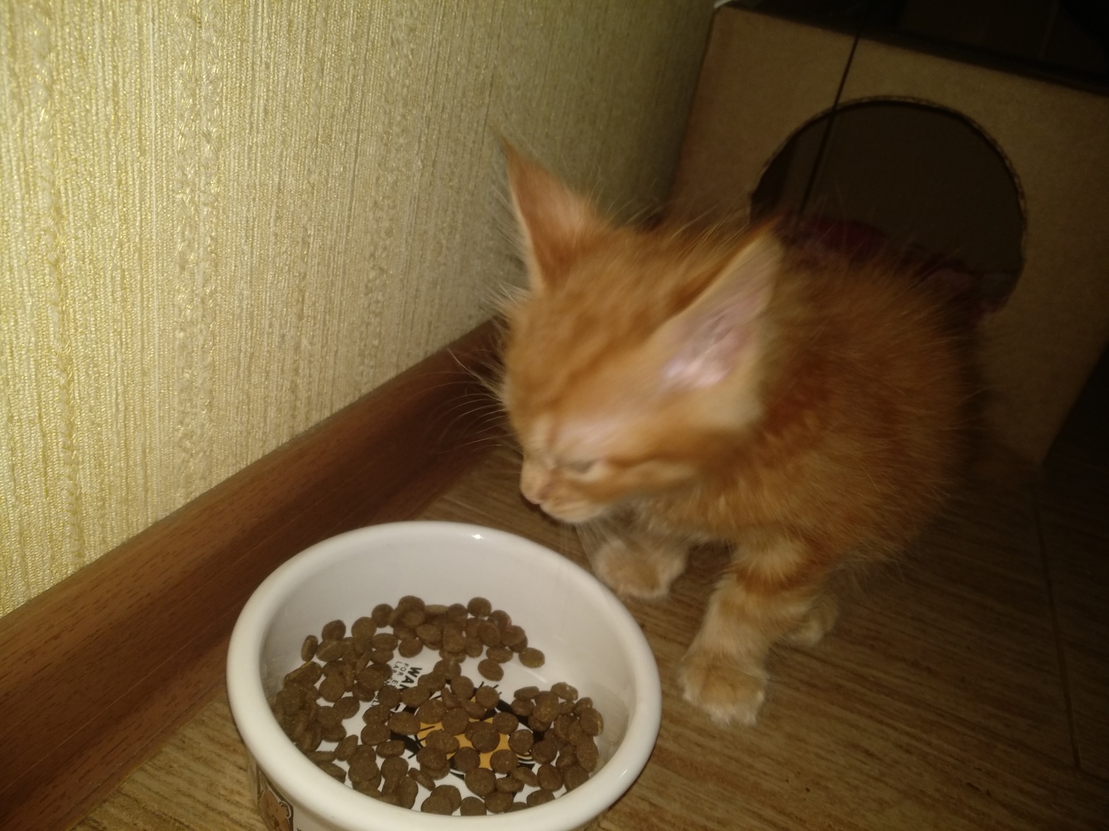 I have a new family member - My, cat, , Longpost, Pets