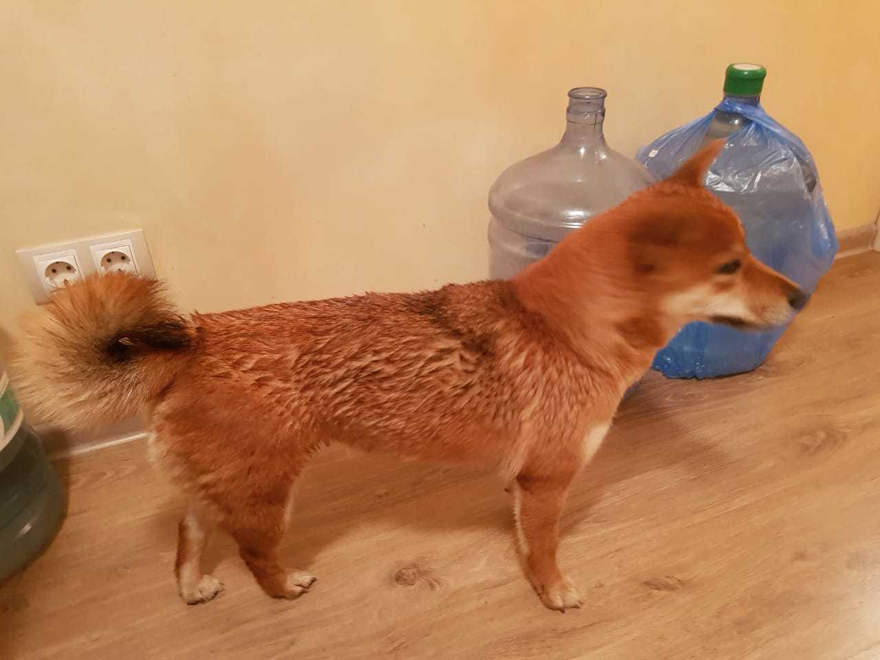 Found Shiba Inu dog, Yekaterinburg - My, Found a dog, Akita inu, No rating, Yekaterinburg