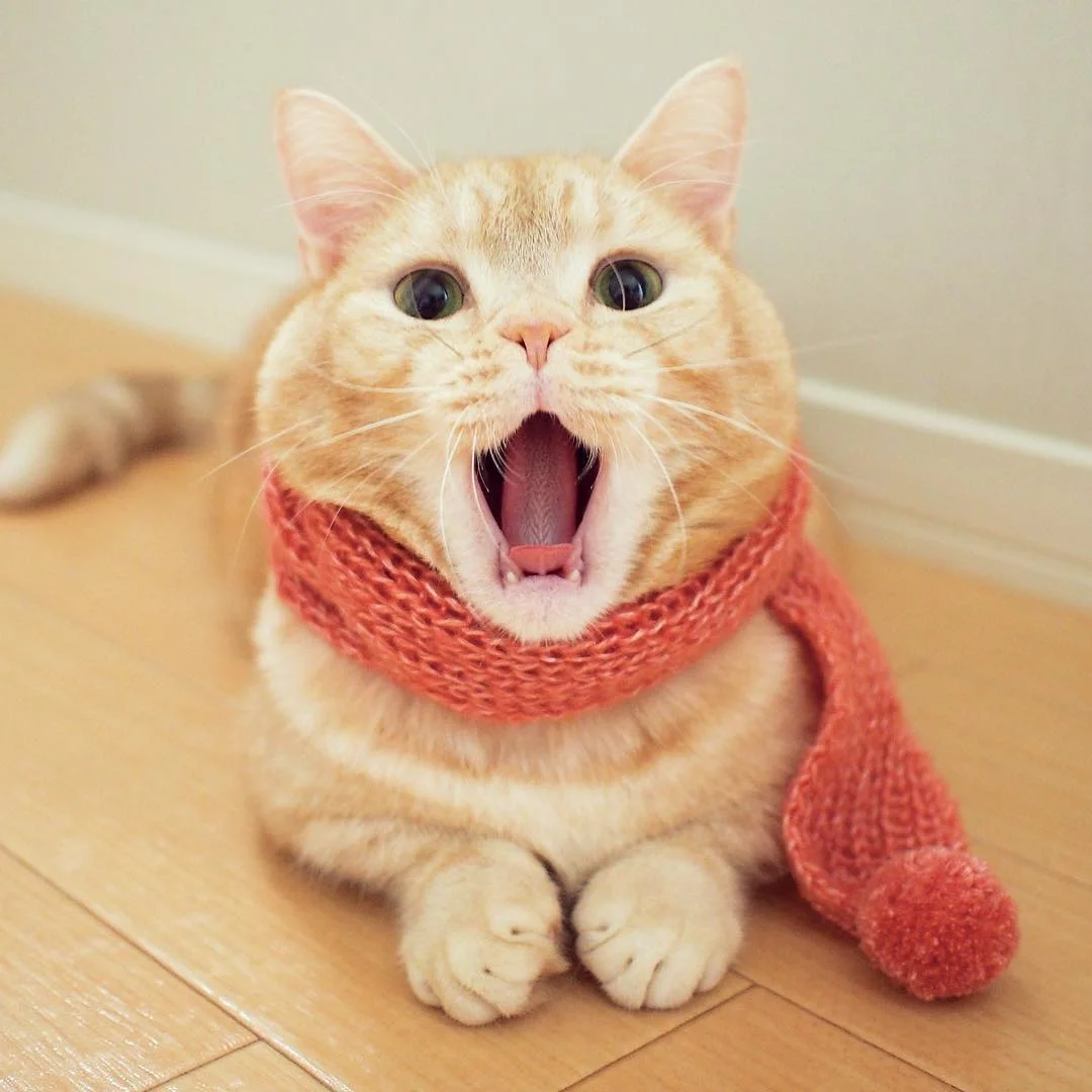 Котик В Шарфике Картинки