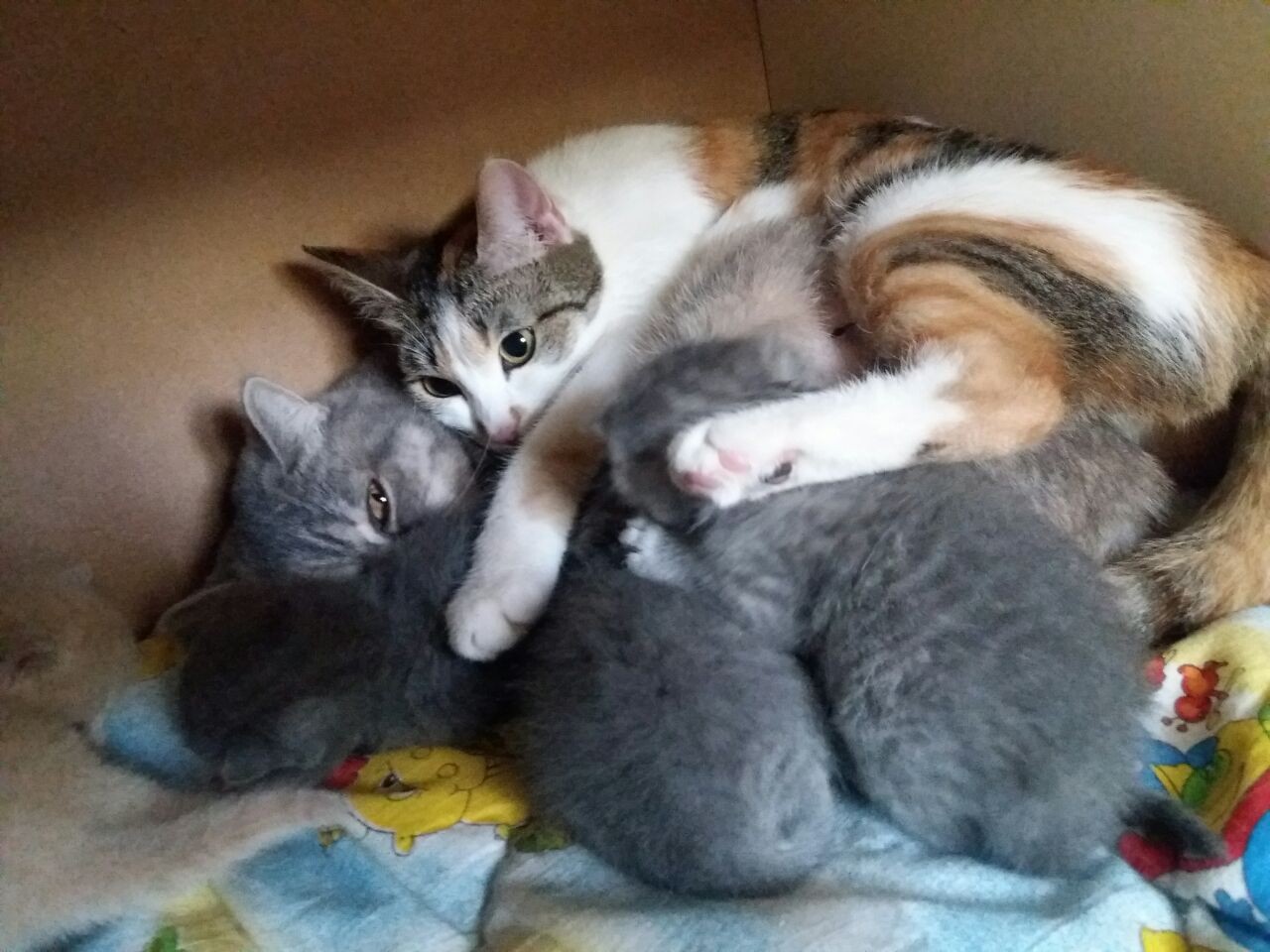 My cat moms - My, Kittens, Plaid, Tricolor cat, Longpost, cat