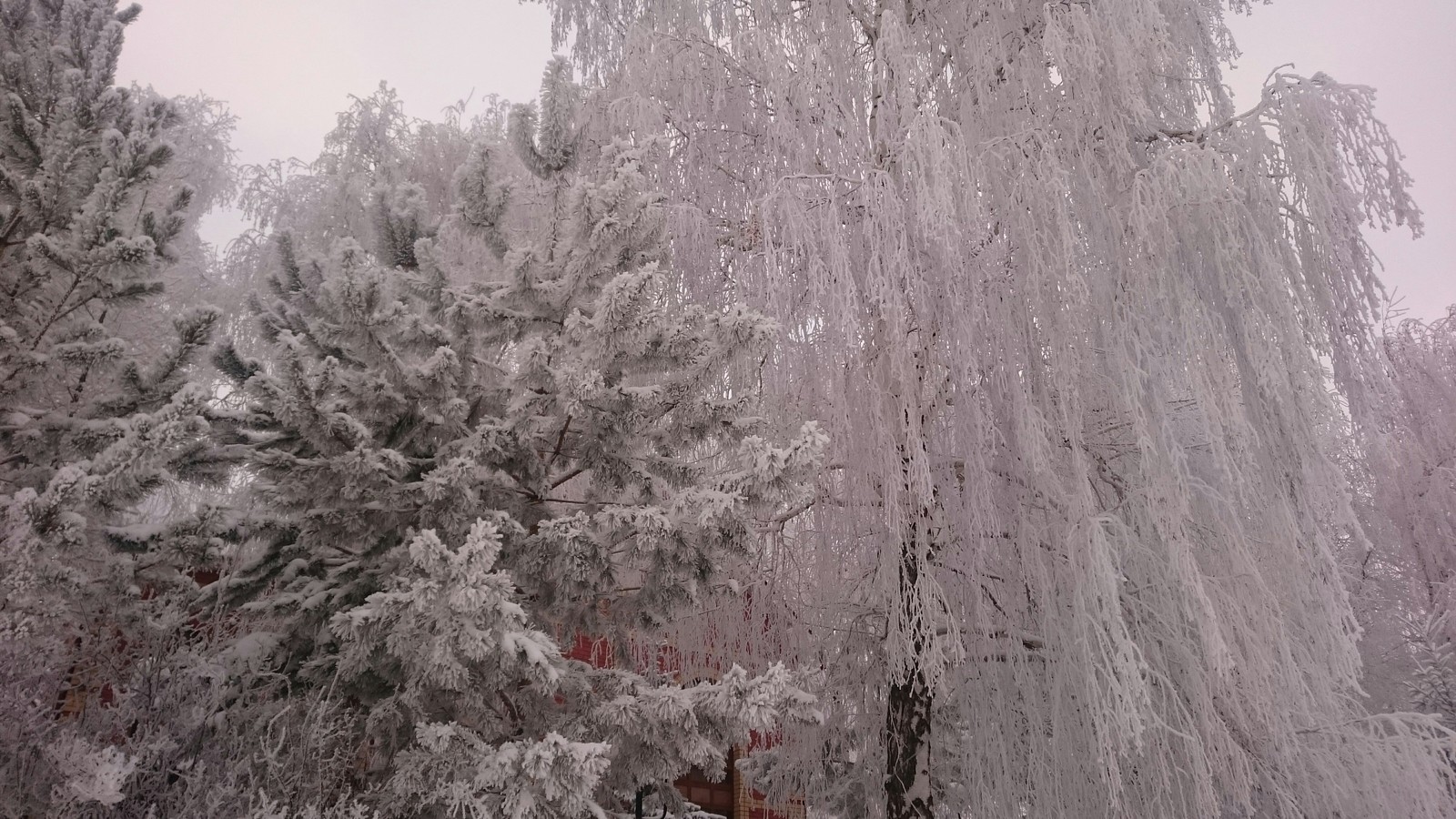 After the winter mist - My, The photo, New Year, Nature, Longpost