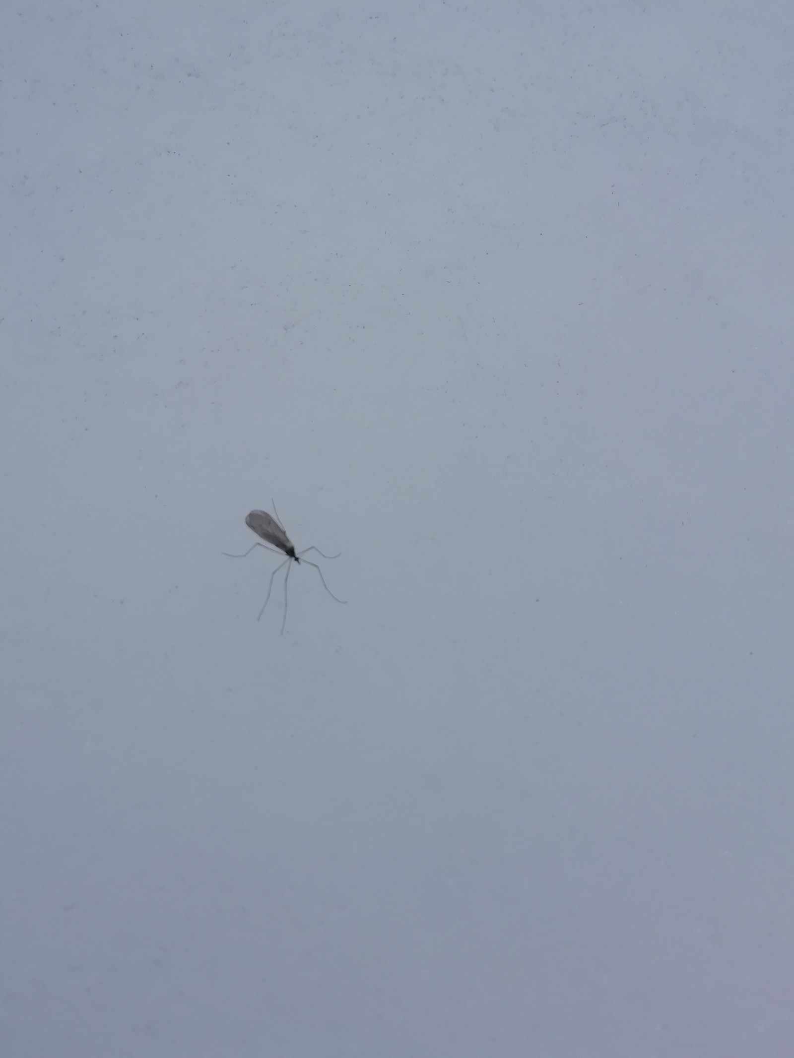 Snow mosquito. Hmm, why haven't I seen them before? - My, Insects, Mosquitoes