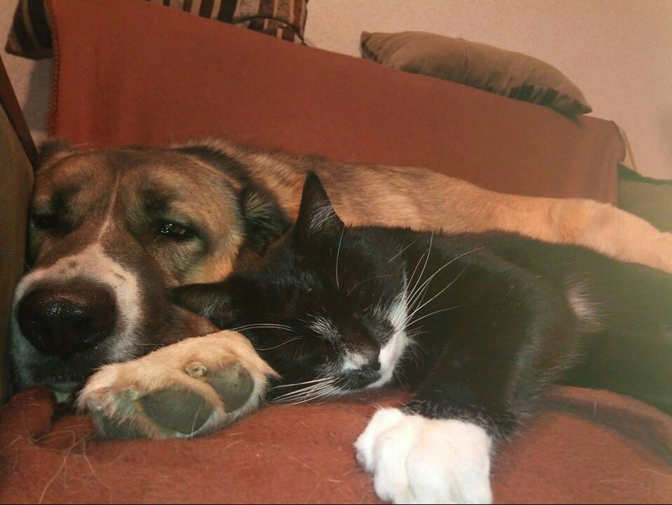 Idyll - My, Cats and dogs together, cat, Catomafia, Dog