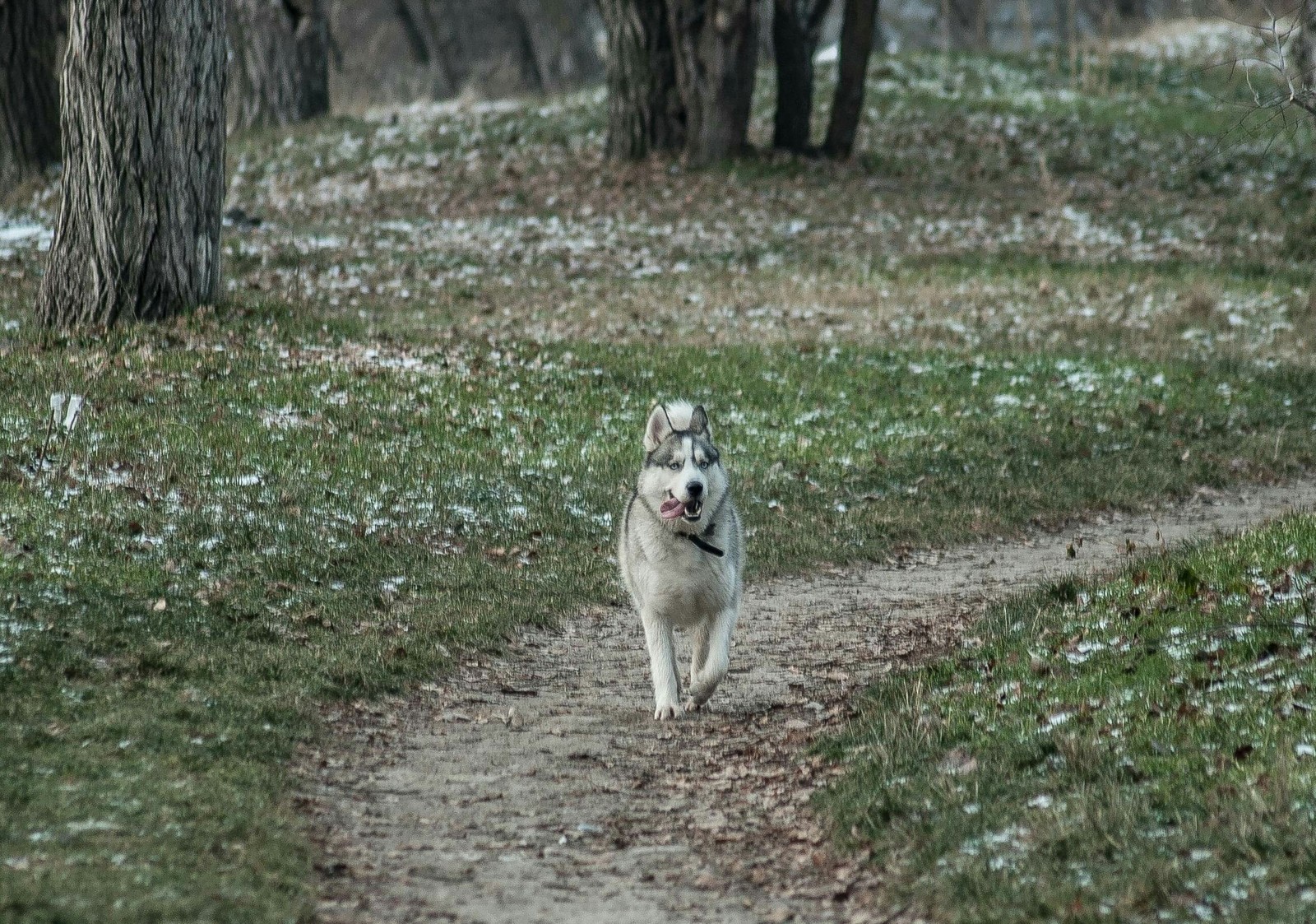 Drum dogs - My, Husky, Dog, Walk, Winter, 1st of January, Khortytsia, Nikon, Longpost