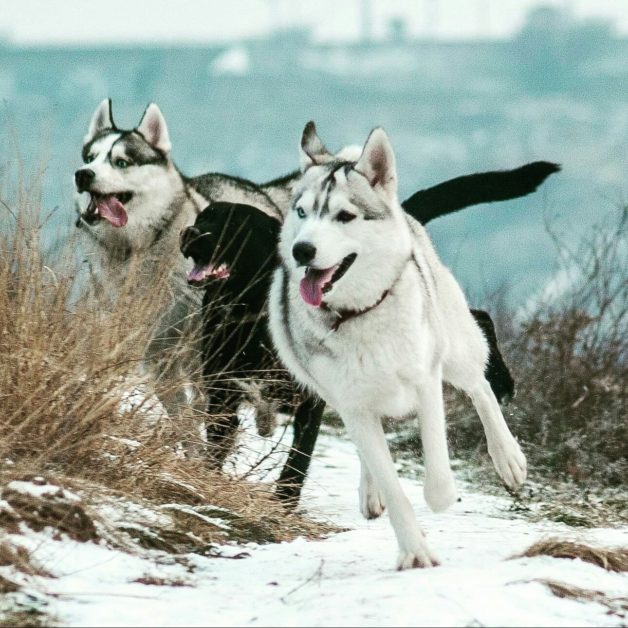 Drum dogs - My, Husky, Dog, Walk, Winter, 1st of January, Khortytsia, Nikon, Longpost