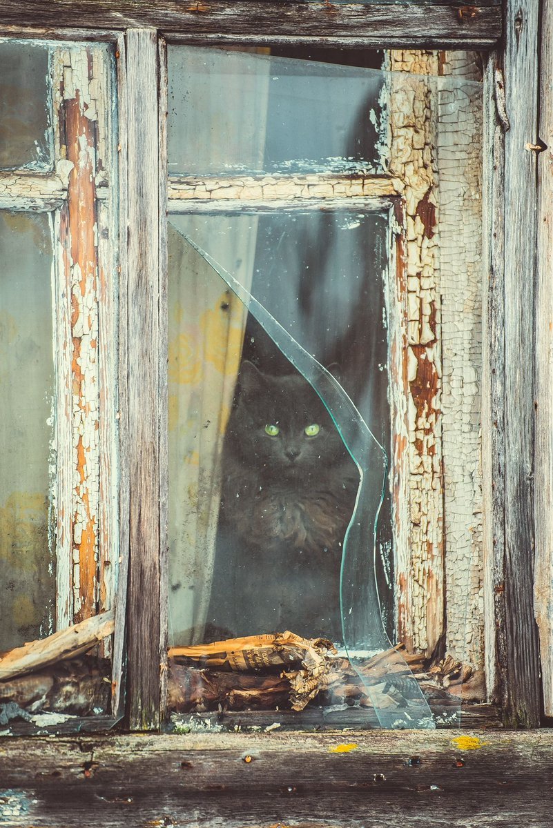 Who are you? I didn't call you ... - Village, cat, Fuck aesthetics