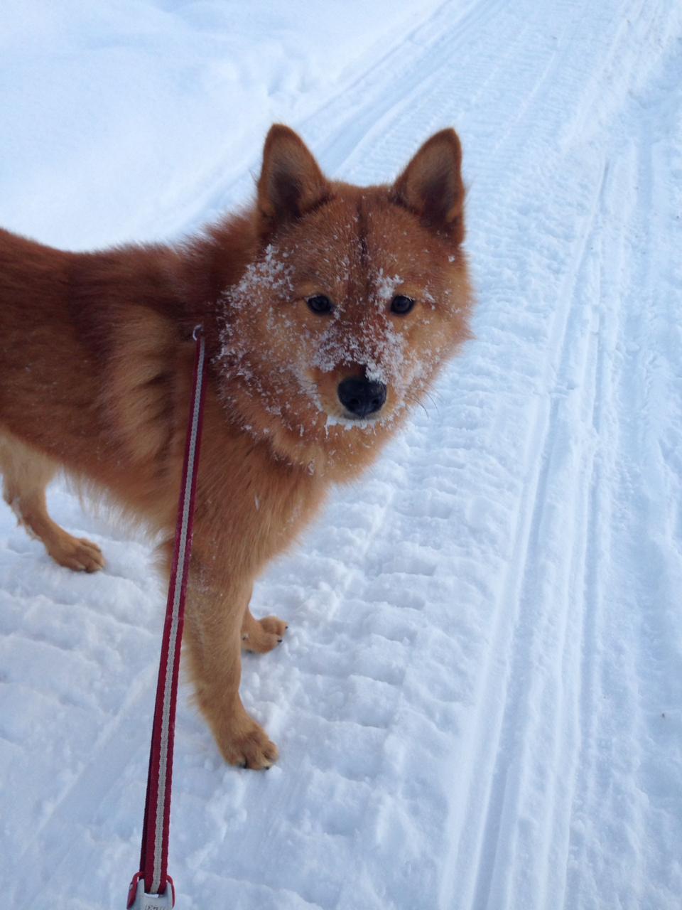 On a walk)) - My, Karelian-Finnish Laika, Dog, Winter, Snow