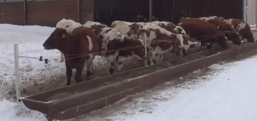 В Амурской области молочные фермы строят по роликам из YouTube