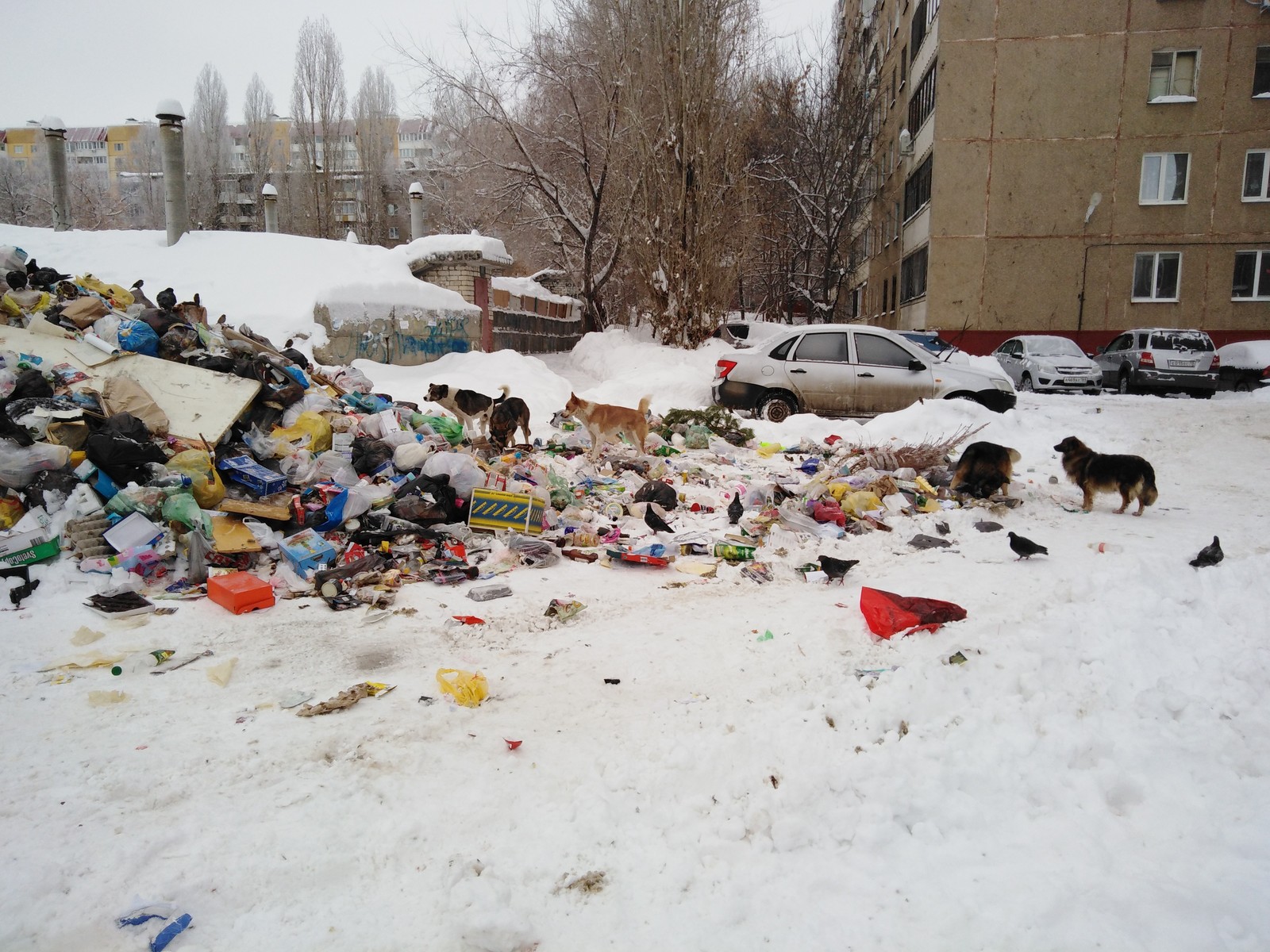 Garbage collection in Saratov 3. 01.2019 - My, Garbage, Sarcasm, Longpost