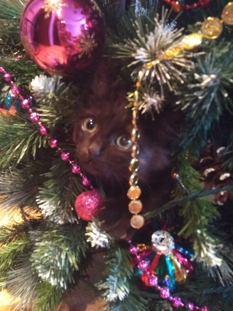 New year cat - My, cat, New Year, Christmas tree