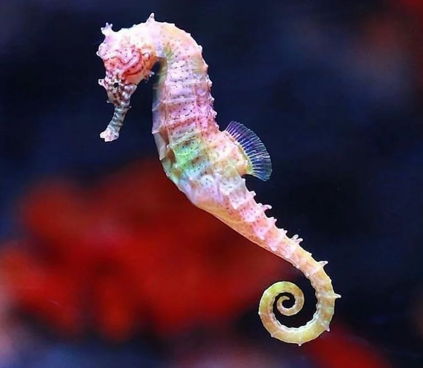 Seahorse: Pregnant Fathers, Chess and Feminism - My, Sea Horse, Animals, Wild animals, A fish, Zoology, Nature, Animal book, Longpost, Humor