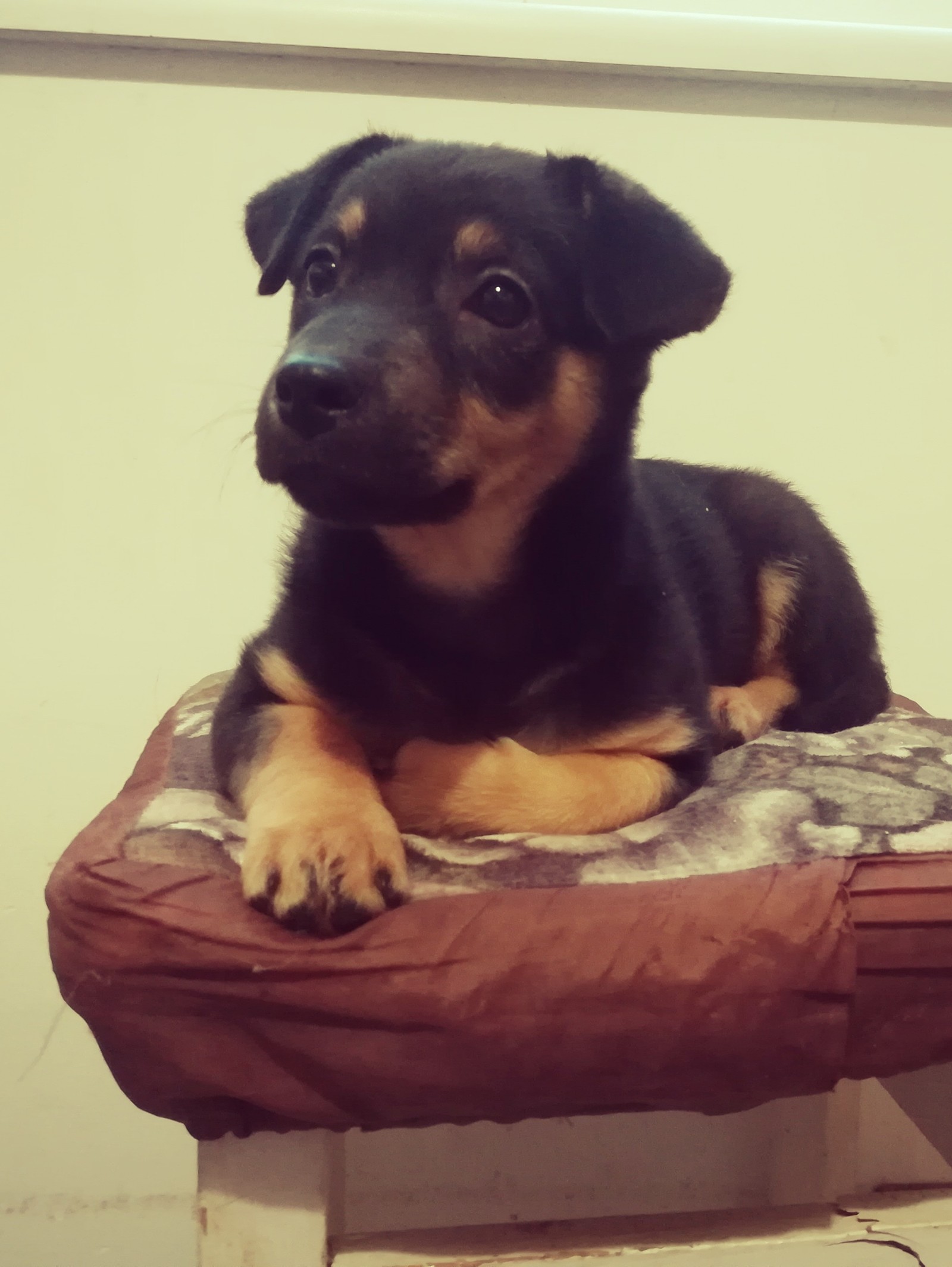 looking for a house - My, Minsk, Puppies, Is free, In good hands, Longpost, Dog, No rating