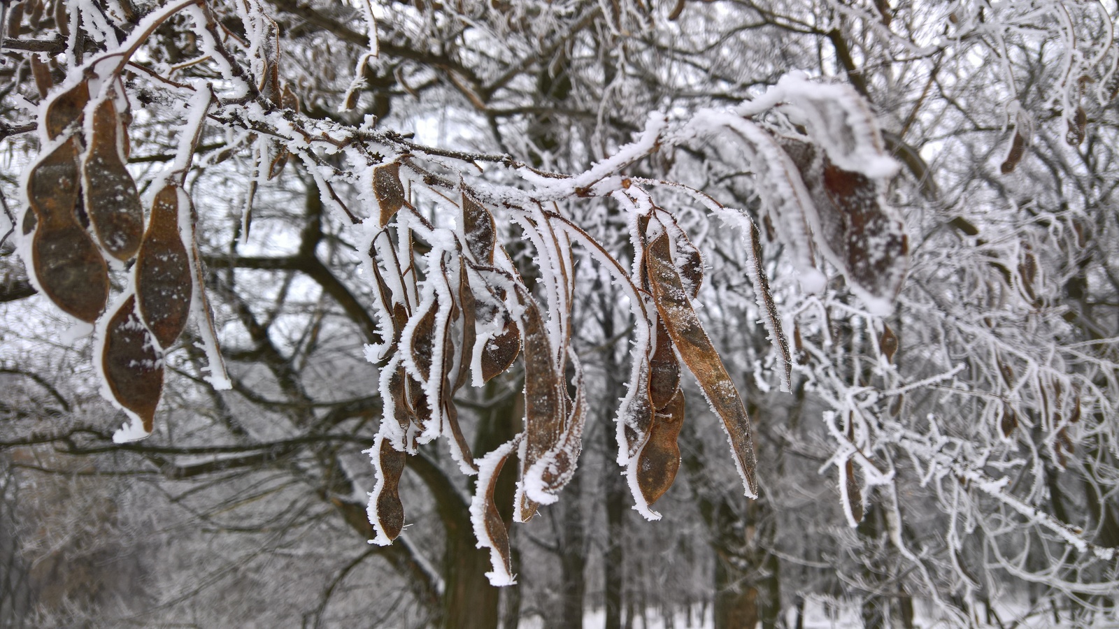 Frost - My, Frost, Telephone, The photo, Winter, Mobile photography, Longpost