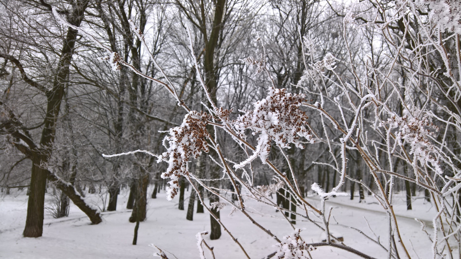 Frost - My, Frost, Telephone, The photo, Winter, Mobile photography, Longpost