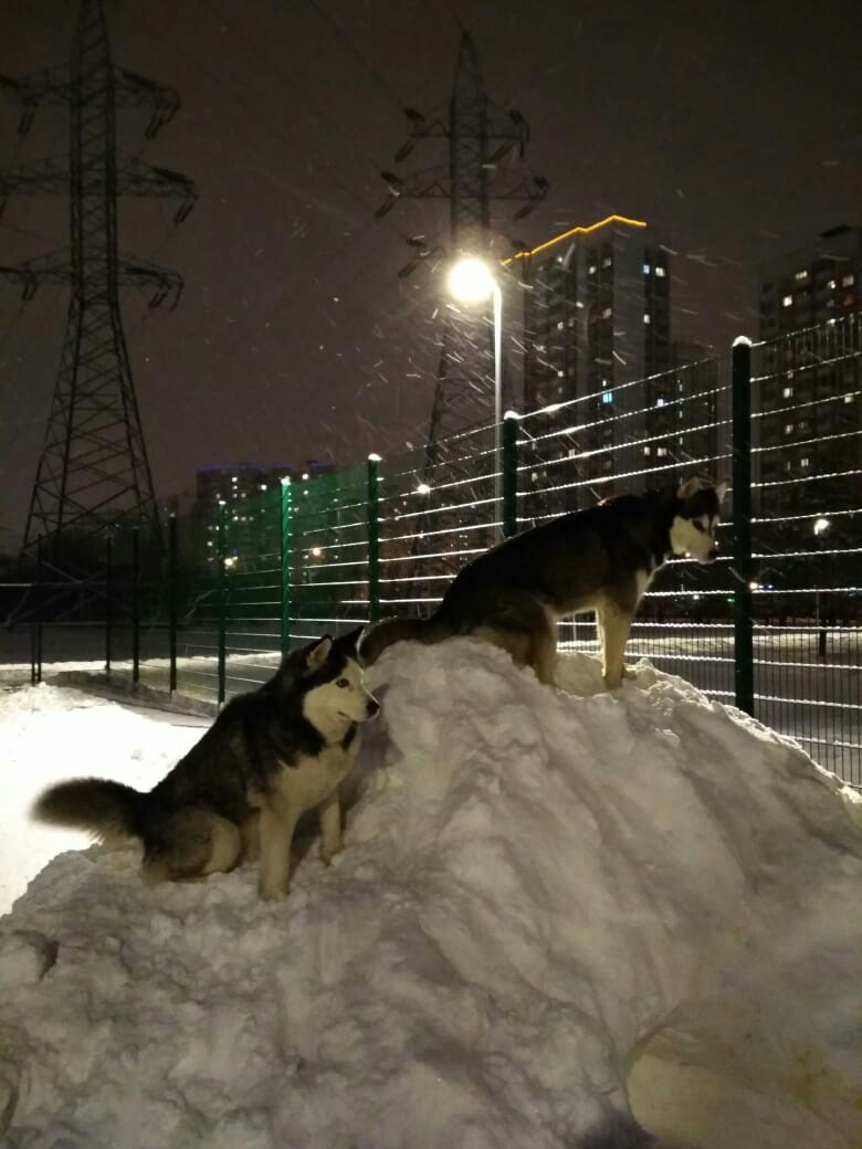 Watchers - My, Siberian Husky, Savvy