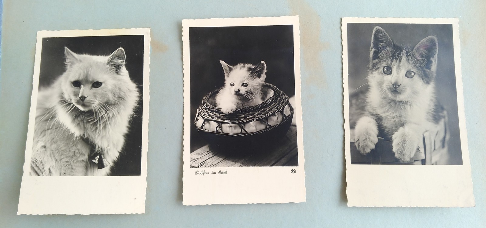 Kittens for all time - My, Kittens, cat, Postcard, Longpost