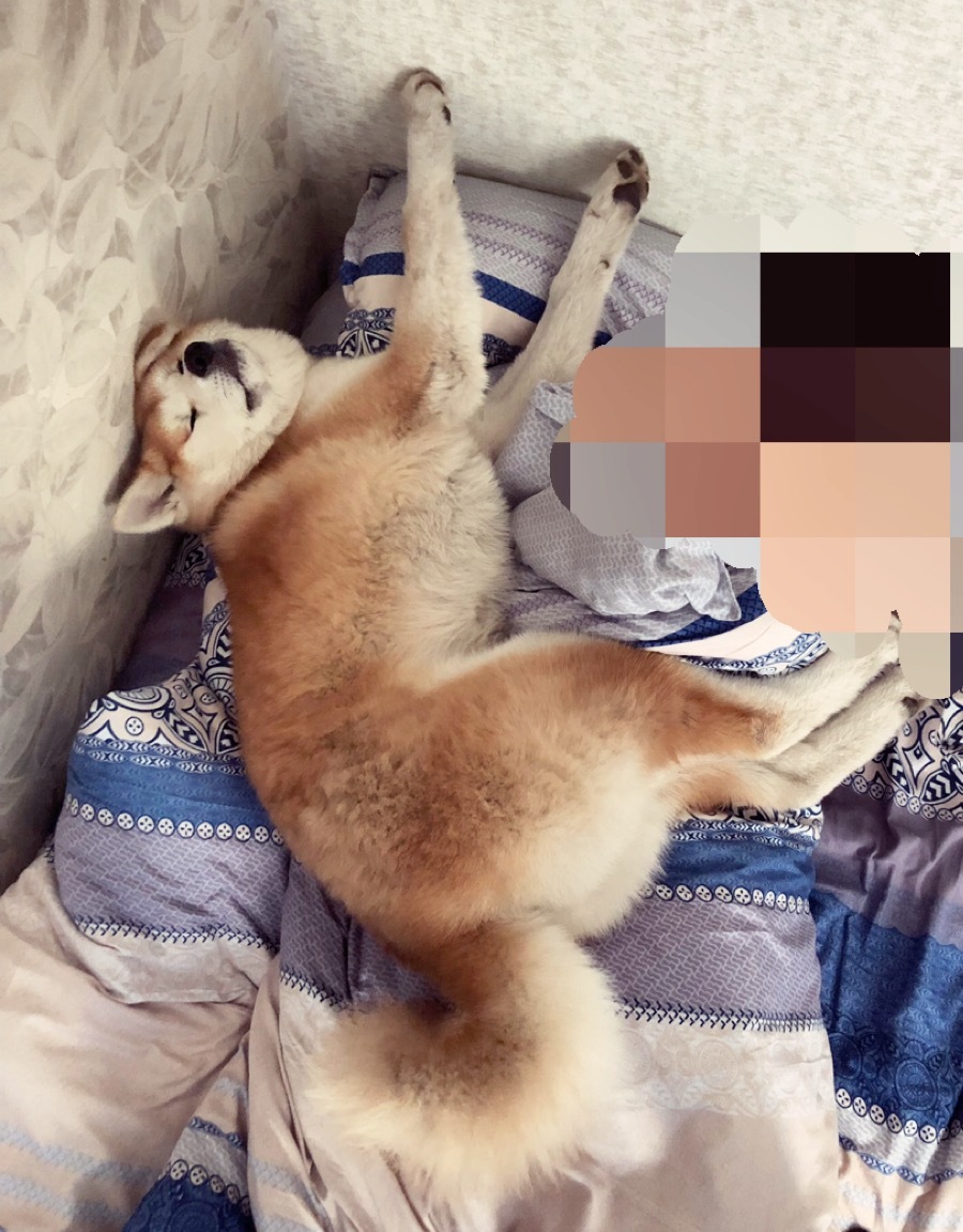 As I want, so I will sleep! - My, Dog, , Puppies, Akita inu, , Longpost, Milota