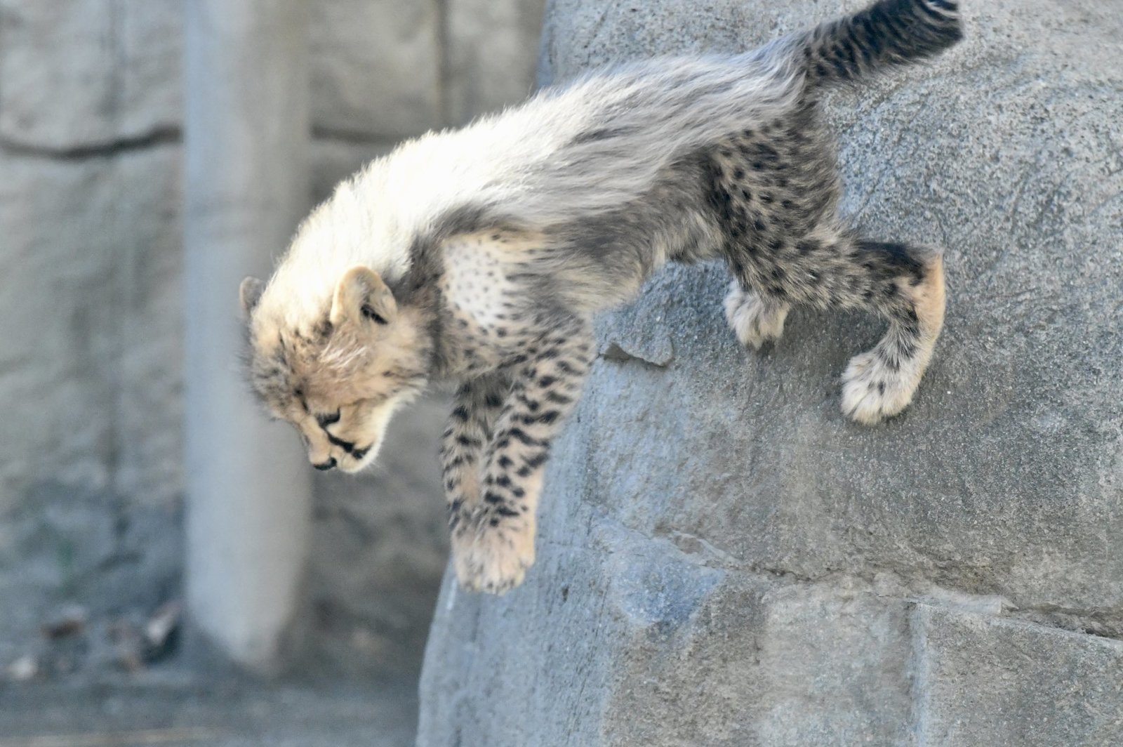 baby cheetah - The photo, Cheetah, Milota