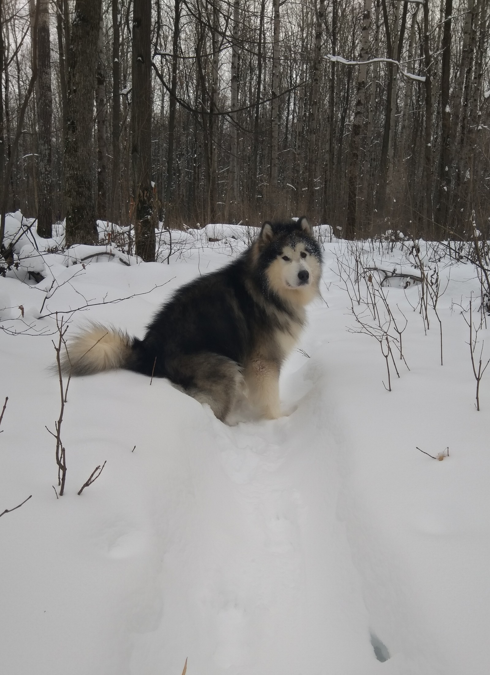 Just Mishka Malamute - My, Dog, Alaskan Malamute, Longpost