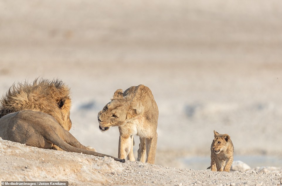 Lion cub is playing - a lion, Lion cubs, Games, Longpost, Animals