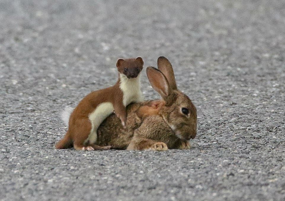 A bloodthirsty stoat killed a rabbit four times its size - Ermine, Rabbit, Longpost