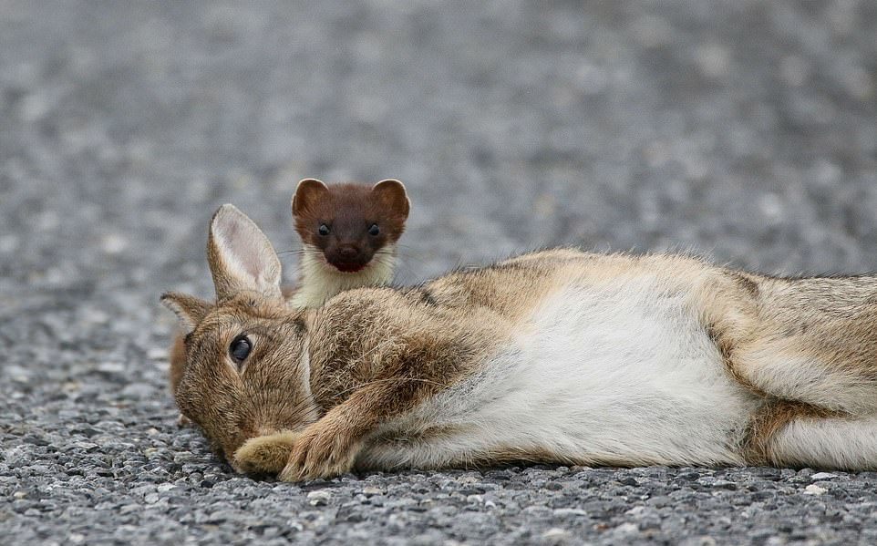 A bloodthirsty stoat killed a rabbit four times its size - Ermine, Rabbit, Longpost
