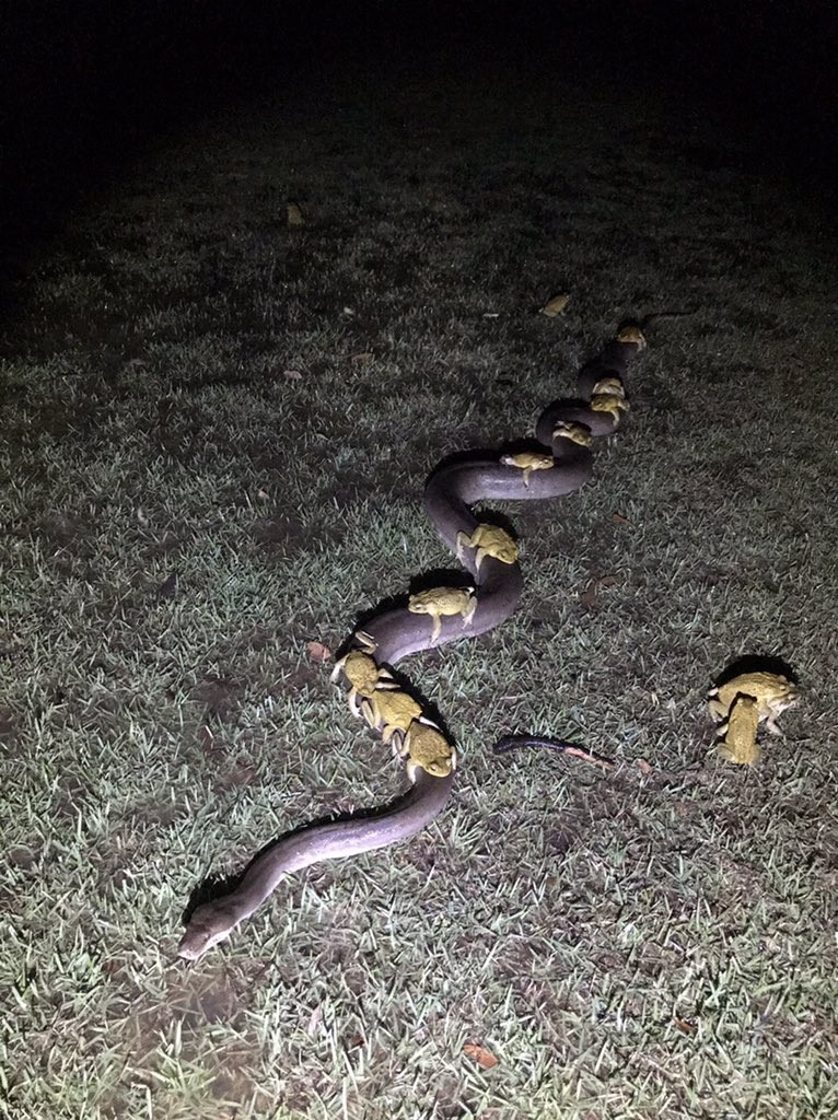 Biologists explain to naive social media users why toads ride pythons - Video, Australia, Longpost, Python, Toad