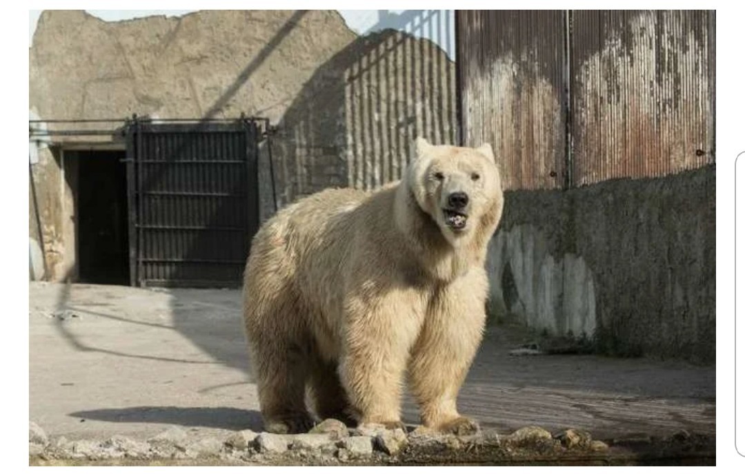 When given freedom - Serbia, The Bears, wildlife, Good, Video, Longpost, Animals, Kindness