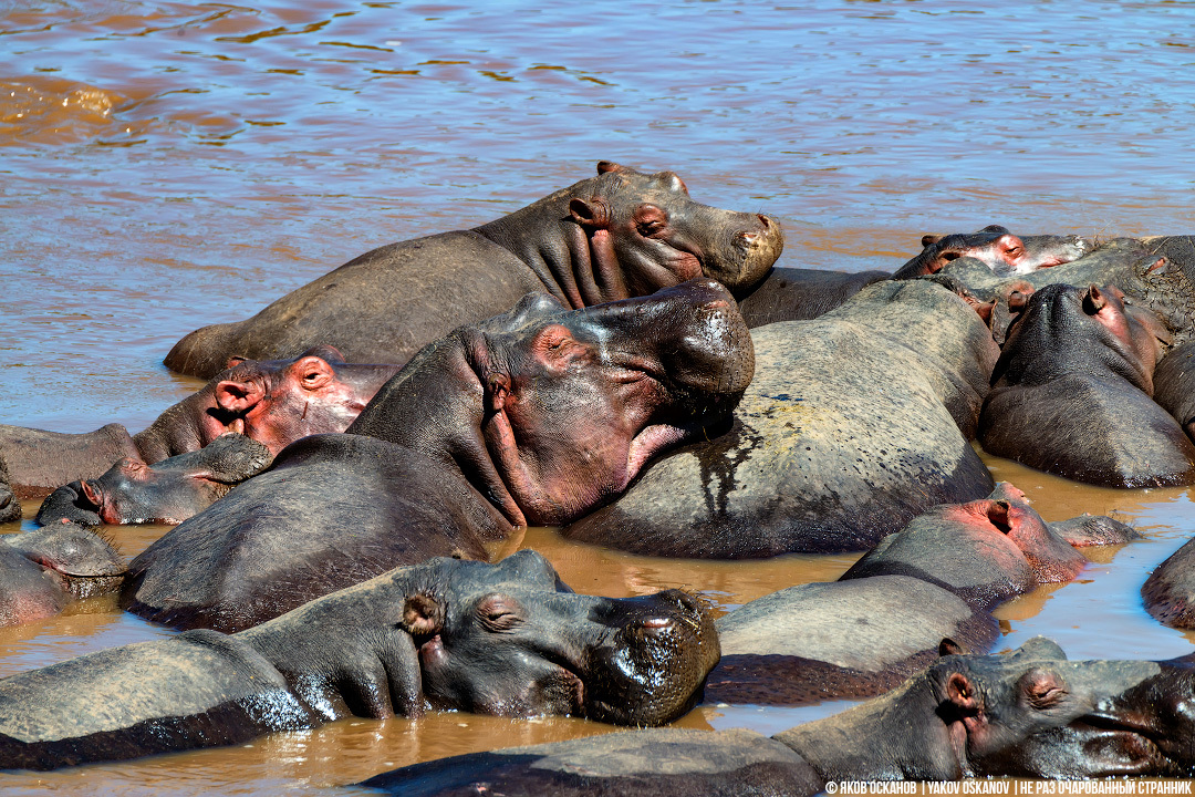 Blood sweat and why hippopotamuses are the coolest phytons of the animal world. - My, Animals, hippopotamus, , Kenya, Tanzania, Africa, Longpost