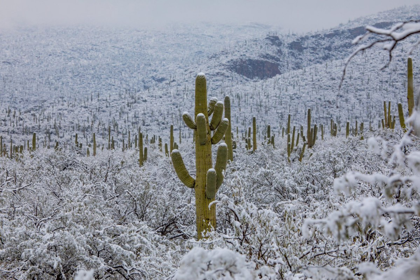 The southern states of the United States covered the ice storm - Society, USA, Snow, Cactus, Desert, Arizona, Lenta ru, Twitter, Longpost