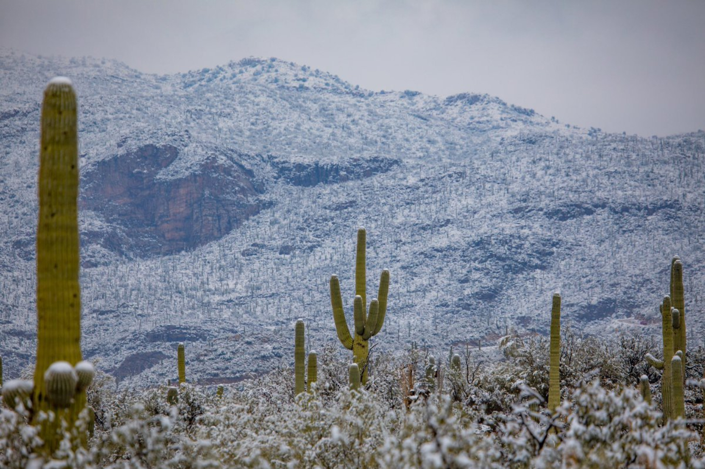 The southern states of the United States covered the ice storm - Society, USA, Snow, Cactus, Desert, Arizona, Lenta ru, Twitter, Longpost