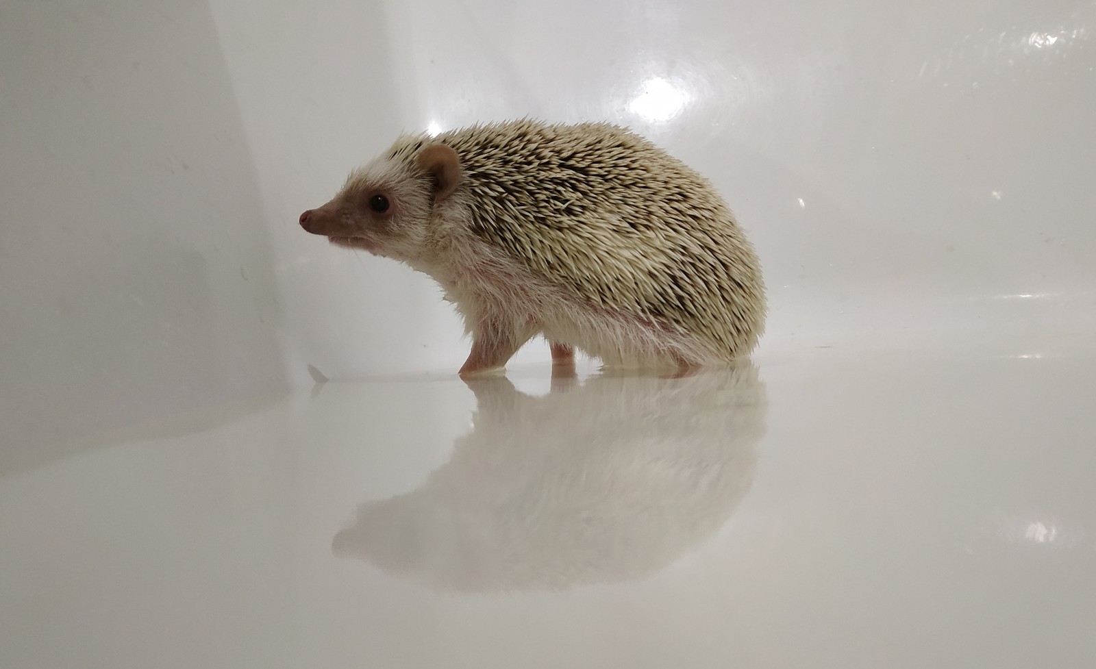 prickly cuteness - My, African pygmy hedgehog, Pets, Hedgehog, Longpost