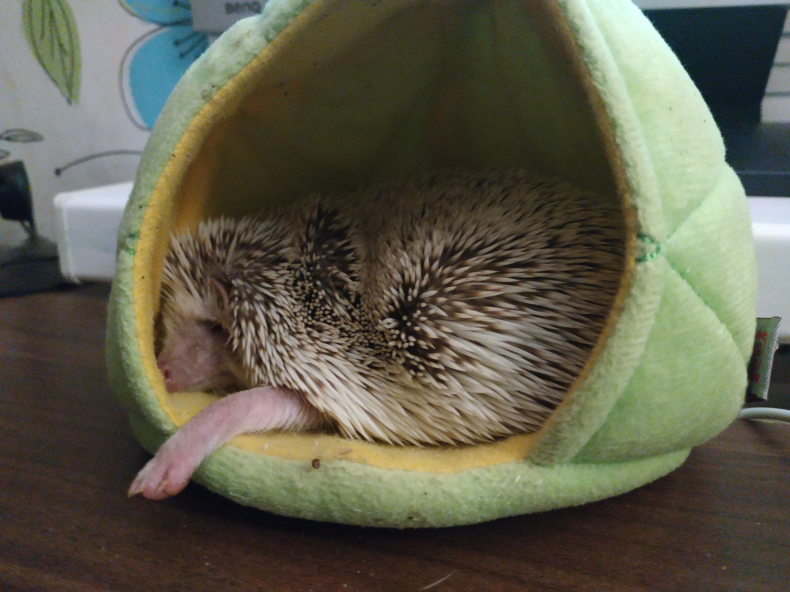 prickly cuteness - My, African pygmy hedgehog, Pets, Hedgehog, Longpost