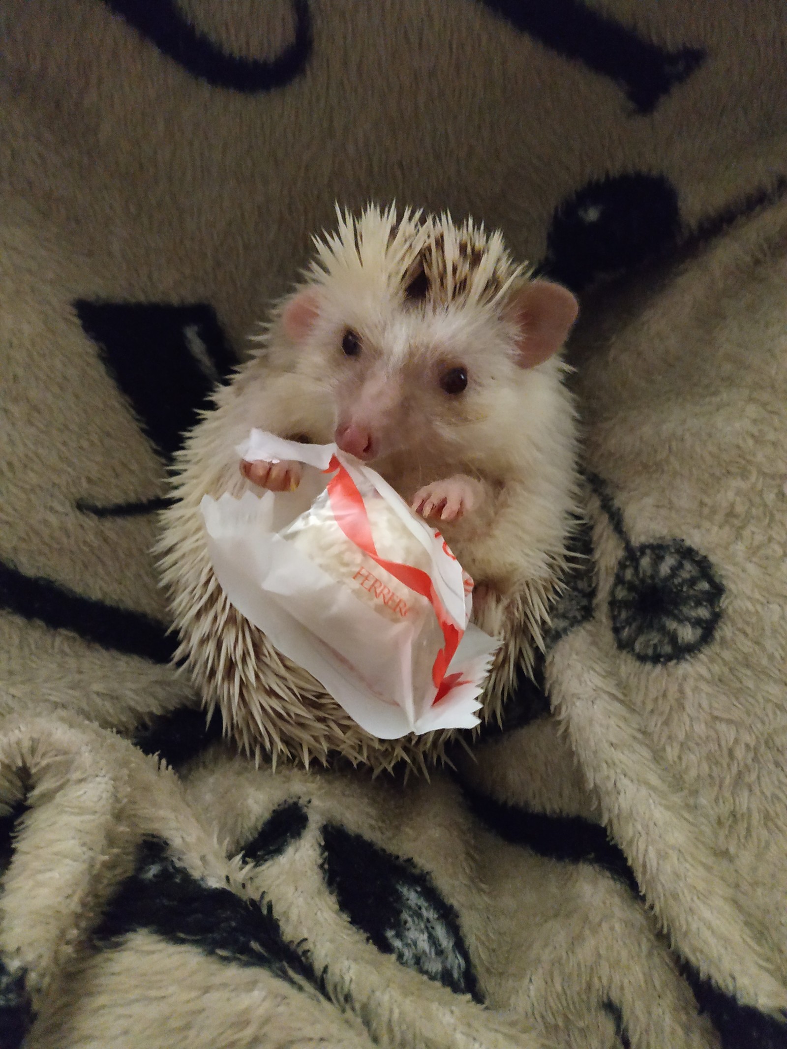 prickly cuteness - My, African pygmy hedgehog, Pets, Hedgehog, Longpost