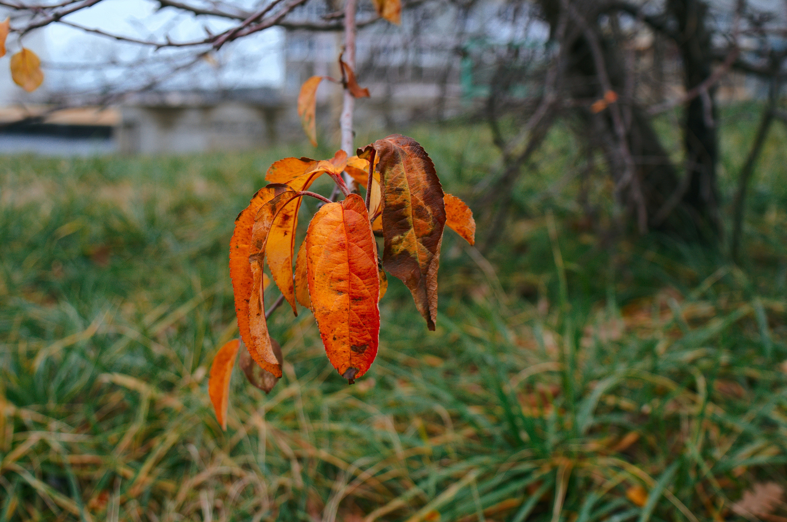 Немного фотографий с Ricoh GXR A16 - Моё, Фотография, Геленджик, Ricoh, Ricohgxr, Зима, Фотоаппарат, Фотокамера, Фотосъёмка, Длиннопост