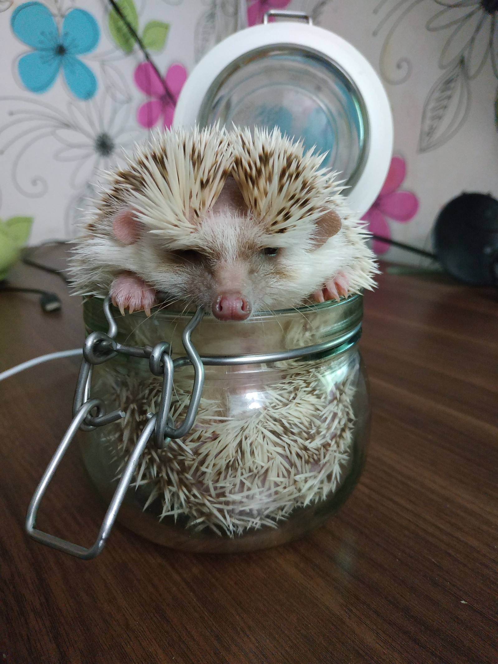 prickly cuteness - My, African pygmy hedgehog, Pets, Hedgehog, Longpost