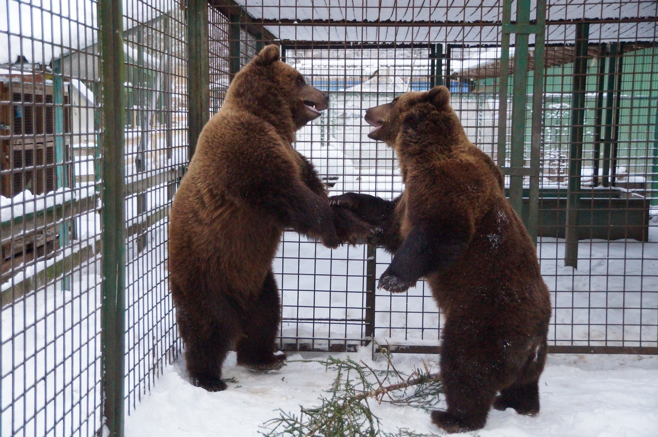 RKCenter Veles - Wild animals, , Veles, Volunteers, Volunteering, Crocodile, Lynx, Lioness, Longpost, Crocodiles