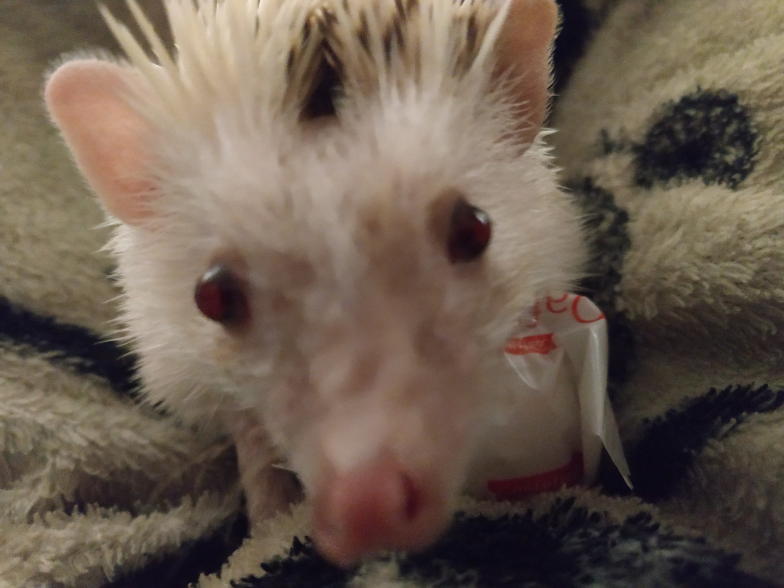 prickly cuteness - My, African pygmy hedgehog, Pets, Hedgehog, Longpost