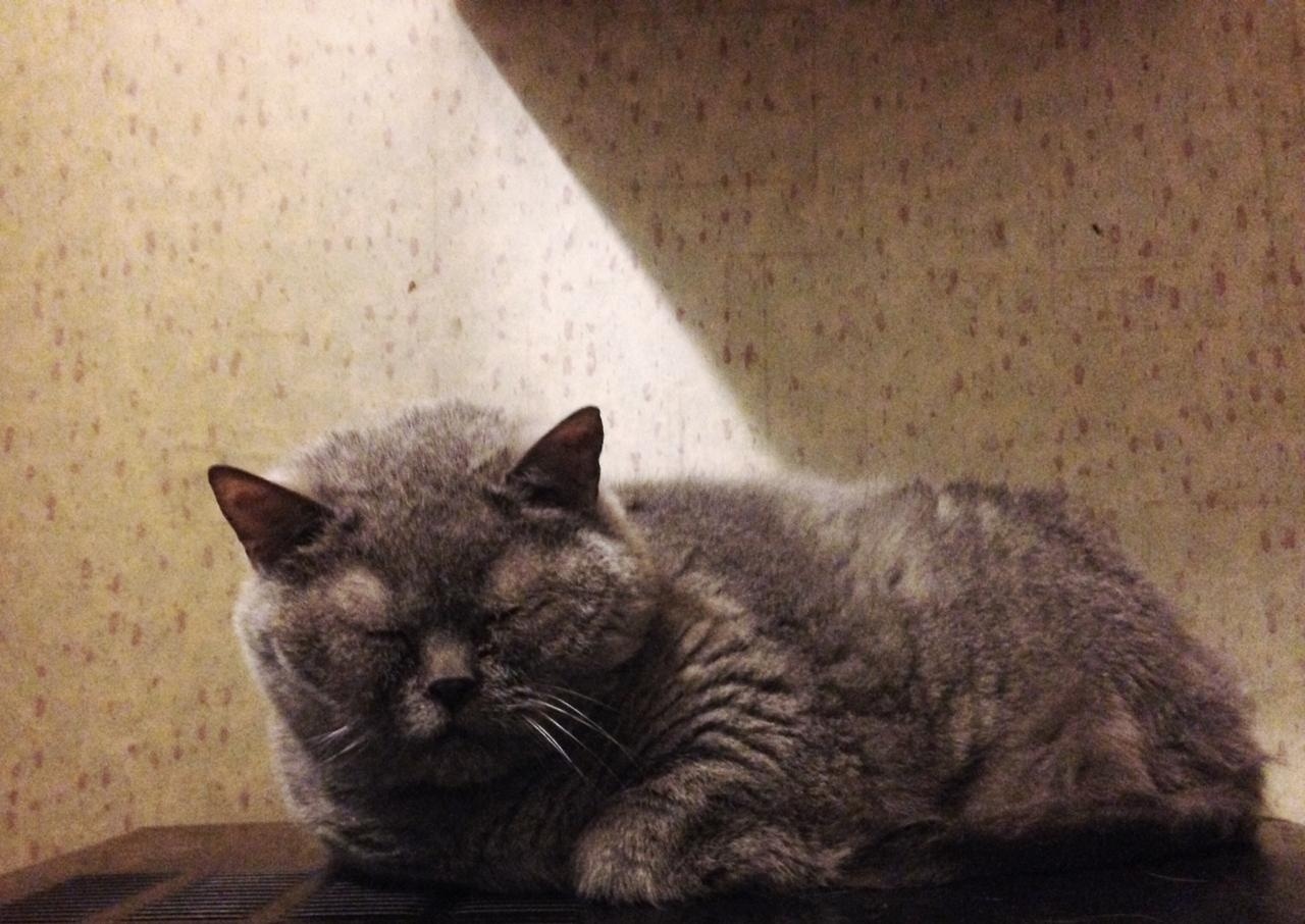 I will give the cat in good paws - My, British Shorthair, Moscow, cat, In good hands, No rating