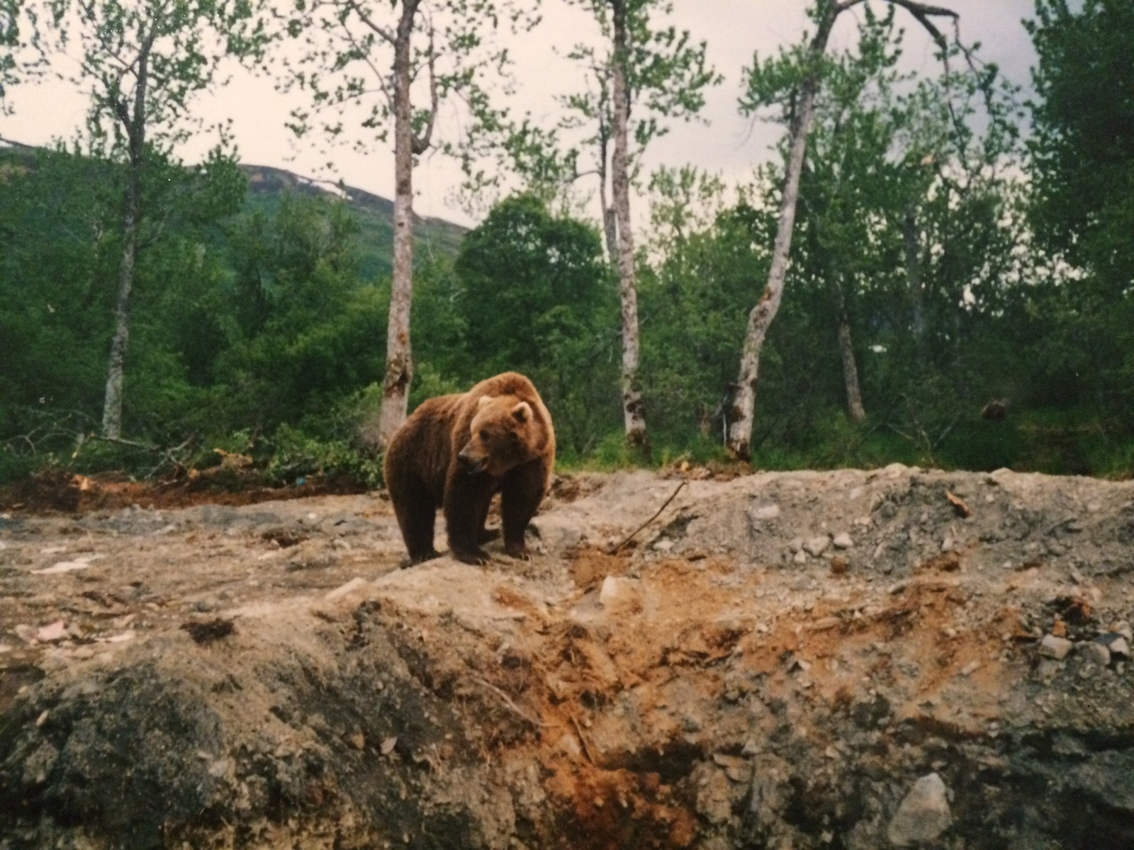 Work in Alaska. - My, Work and Travel, Alaska, Work, Video, Longpost