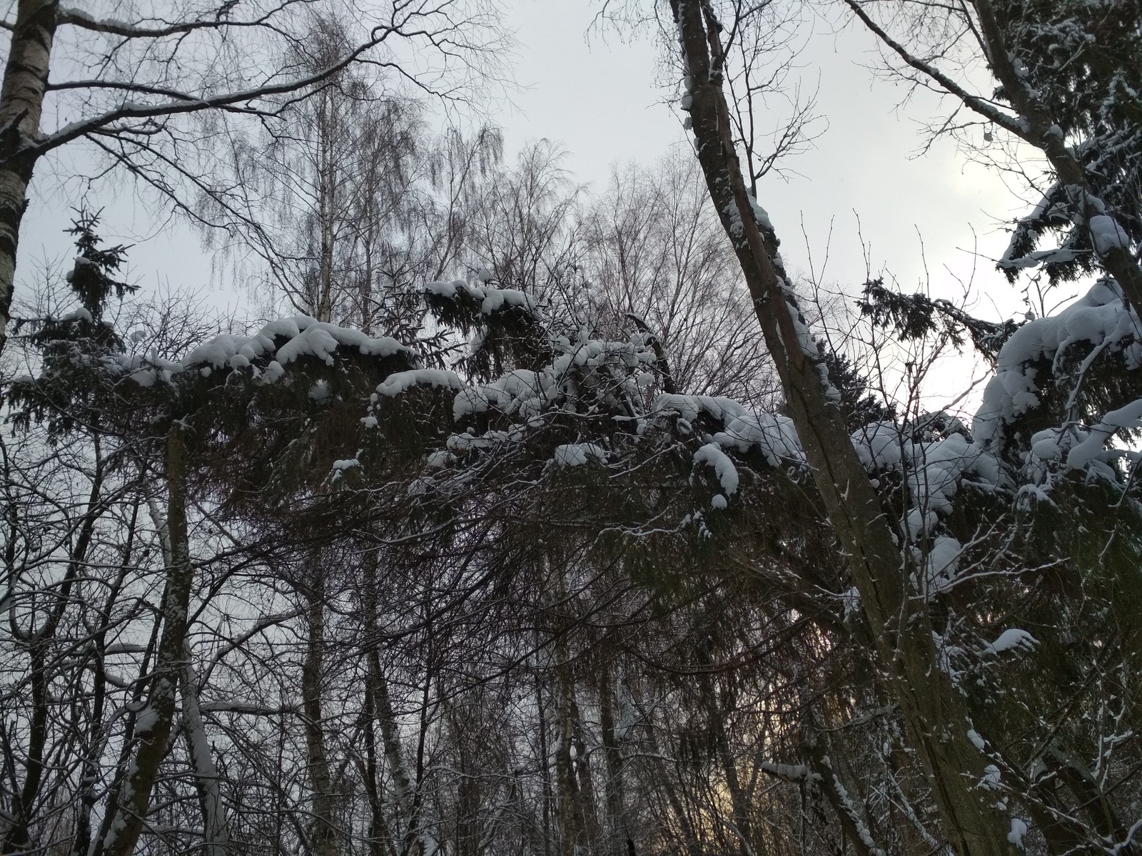 And life goes on ;) - My, Skis, Forest, Christmas tree, The Forest Raised a Christmas Tree, Longpost