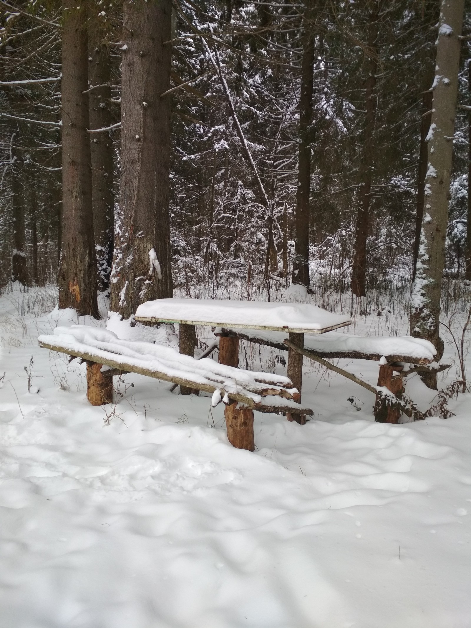 And life goes on ;) - My, Skis, Forest, Christmas tree, The Forest Raised a Christmas Tree, Longpost