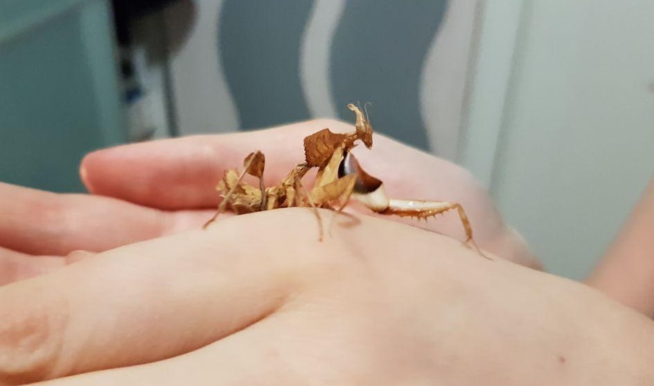 How the praying mantis turned out to be a good pet - My, Insects, Mantis, , Content, Animals, Pet, Longpost, Pets