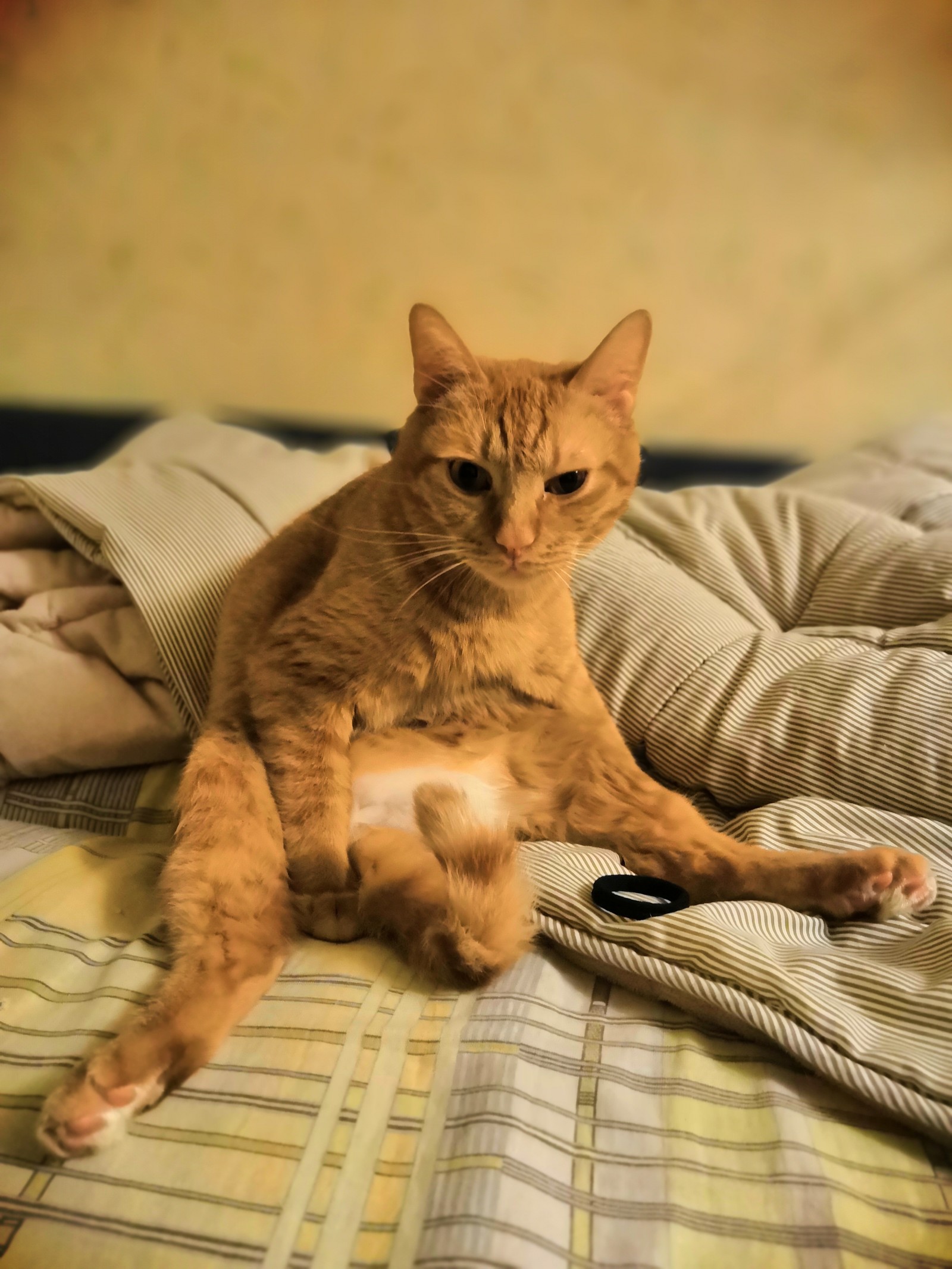 Favorite cat pose - My, cat, Catomafia, Redheads, Longpost