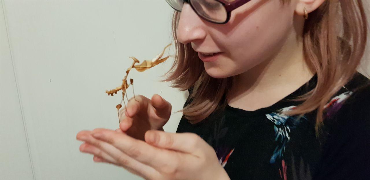 How the praying mantis turned out to be a good pet - My, Insects, Mantis, , Content, Animals, Pet, Longpost, Pets