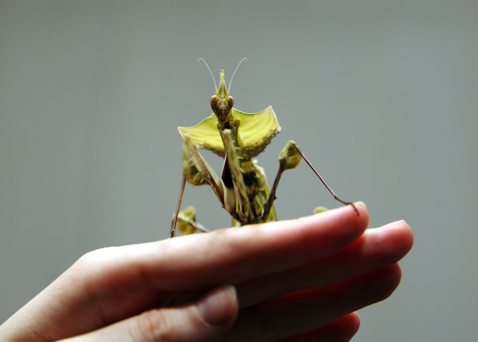 How the praying mantis turned out to be a good pet - My, Insects, Mantis, , Content, Animals, Pet, Longpost, Pets