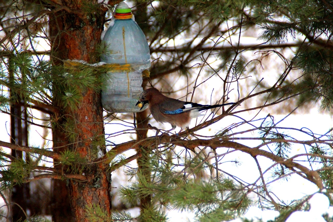 Jay - Birds, Winter, Snow, Forest