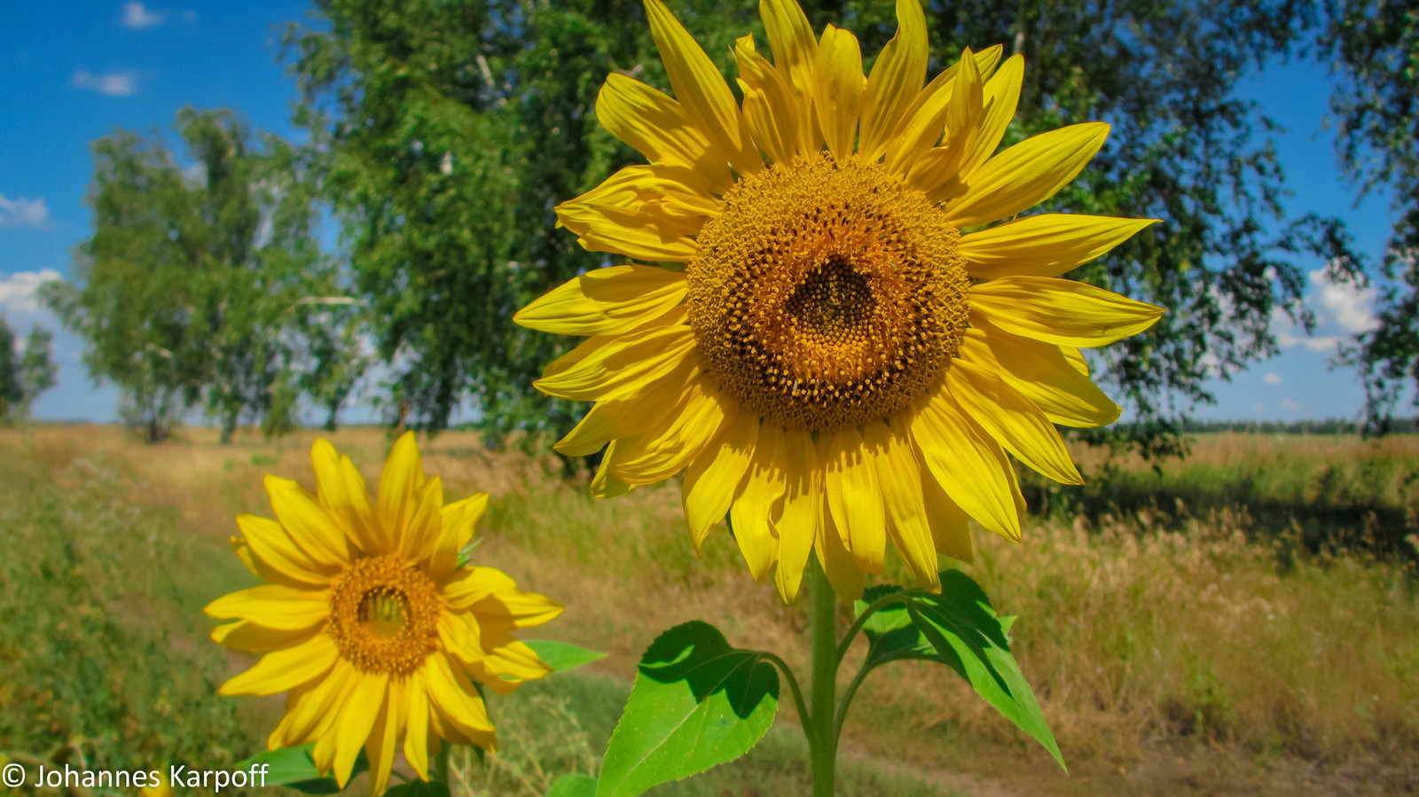 A little bit of summer in the feed. - My, Summer, Altai, Nature, Field, Nostalgia, Greenery, The photo, Longpost, Altai Republic