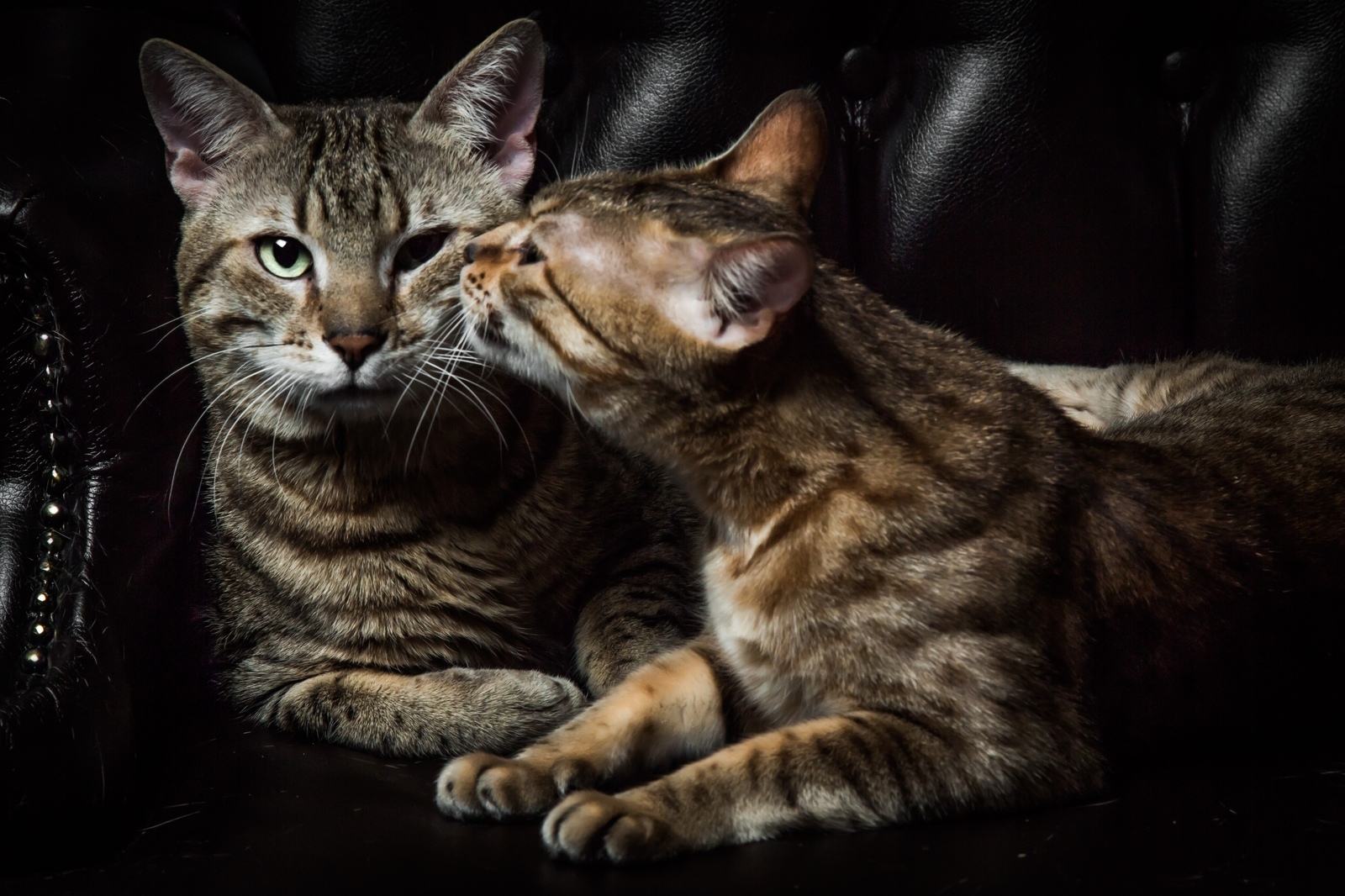 Cats - My, cat, Professional shooting, Longpost